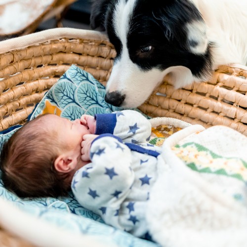 Bebés y mascotas: cinco consejos para una relación especial